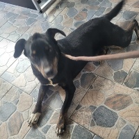 Santi, geb. 2021, Rumänien Santi, geb. 2021, Rumänien