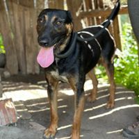 SIR, geb. 2017, Rumänien SIR, geb. 2017, Rumänien