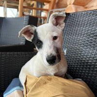 Sparow, geb. Juni 2025, Welpe Sparow, geb. Juni 2025, Welpe