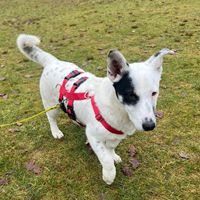 Sparow, geb. Juni 2025, Pflegestelle in 22587 Hamburg