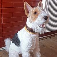 Terry, geb. 2018, Rumänien Terry, geb. 2018, Rumänien