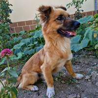 Tracen, geb.Februar/März 2023, Rumänien Tracen, geb.Februar/März 2023, Rumänien