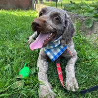 Vali, geb. Juni 2021, Rumänien Vali, geb. Juni 2021, Rumänien