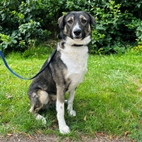 Wolf, geb. Januar 2022, Pflegestelle in 49326 Melle Wolf, geb. Januar 2022, Pflegestelle in 49326 Melle