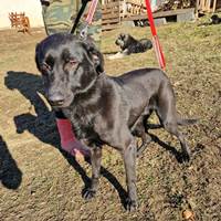 Zargo, geb. Juli 2021, Rumänien Zargo, geb. Juli 2021, Rumänien