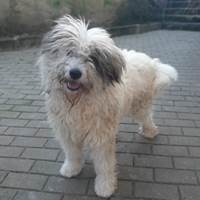 Zoro, geb. 2018 - Rumänien Zoro, geb. 2018 - Rumänien