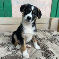 Aaron, geb. November 2025, Rumänien