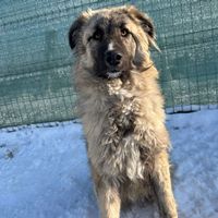 Alex - kastriert - verträglich - ein Schatz