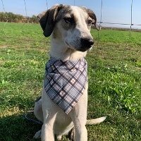 Alonzo, geb. November 2022, Rumänien - junger Rüde Alonzo, geb. November 2022, Rumänien - junger Rüde