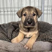 Antoine, geb. 11.2025, Rumänien