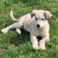 Bailey, geb. Dezember 2024, Rumänien