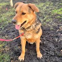 Bandy - ruhiger sanfter Rüde Bandy - ruhiger sanfter Rüde