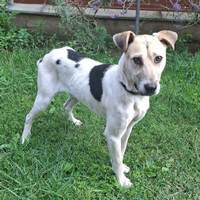 Bronx, geb. Juli 2025, Rumänien - sucht ein Zuhause Bronx, geb. Juli 2025, Rumänien - sucht ein Zuhause