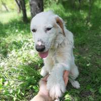 Cicio, geb. Januar 2023, Rumänien Cicio, geb. Januar 2023, Rumänien