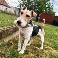 Hugo, geb. November 2021 - Rumänien - Fox-Terrier-Mischling