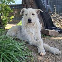 Iggy, geb. November 2022, Rumänien Iggy, geb. November 2022, Rumänien