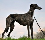 Galgo Espaniol