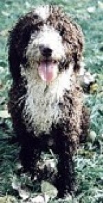 Perro de Agua 1