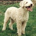 Perro de Agua 2