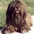 Perro de Agua 4