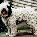 Perro de Agua 6
