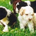 Perro de Agua 7