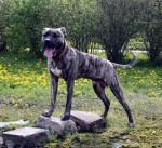 Perro de Presa Canario 14