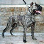 Perro de Presa Canario 19