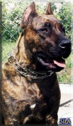 Perro de Presa Canario 23