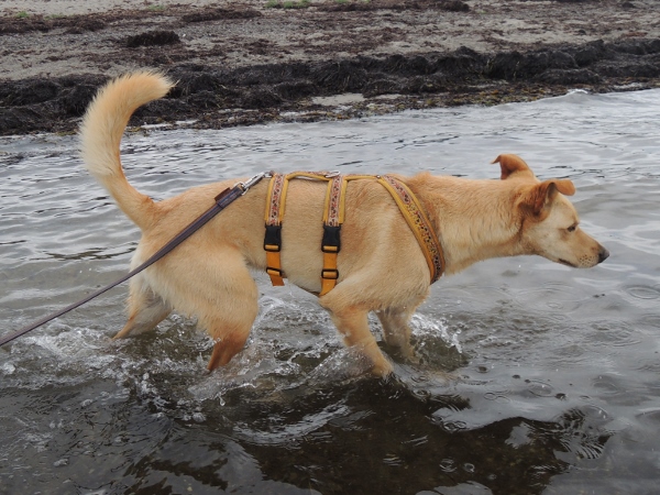 ein hund namens palma